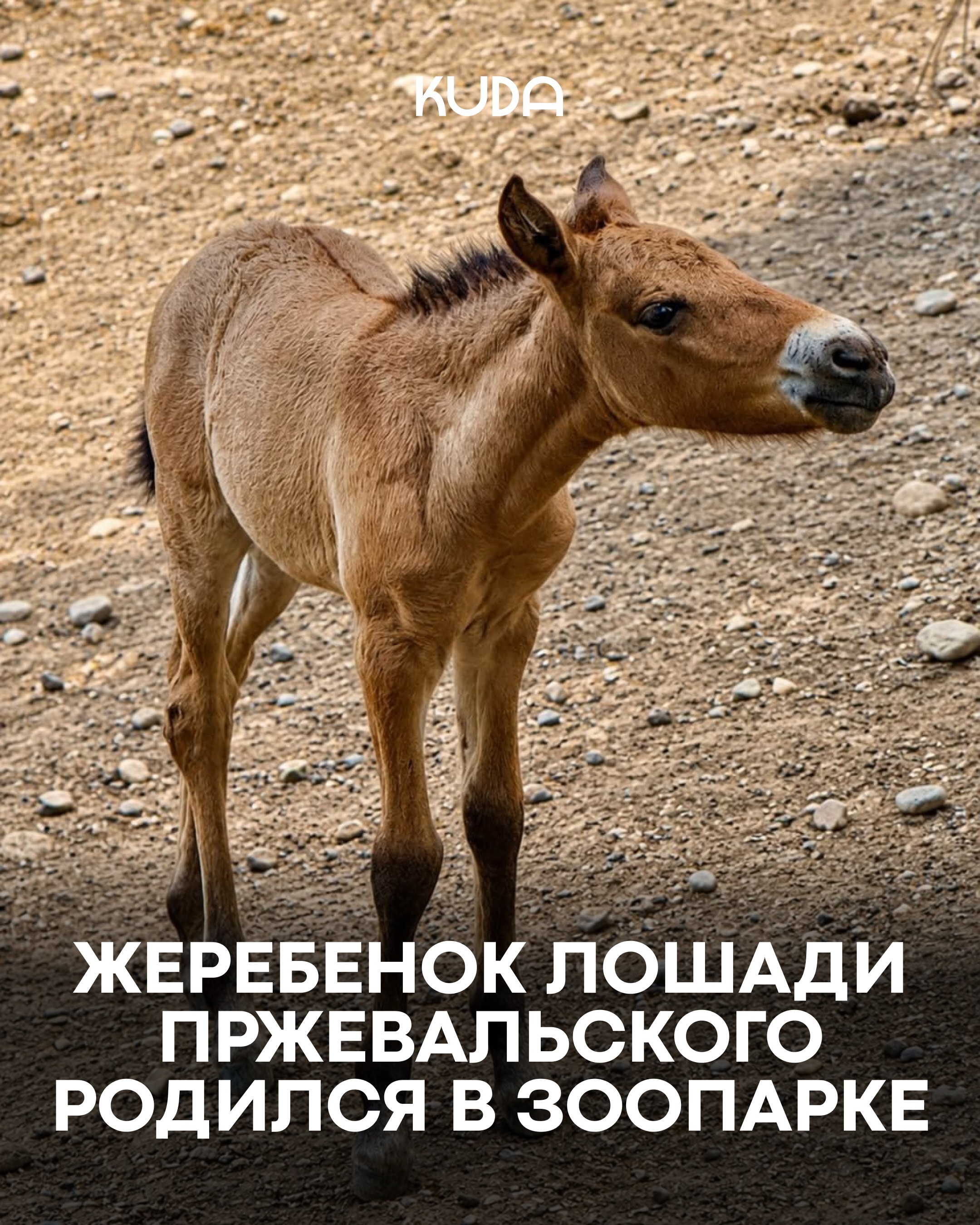 Зона с животными Желмая и его семьей